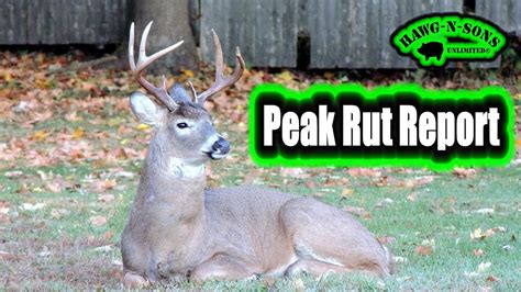 Deer Hunting Illinois November Peak Rut Bucks Rutting Scrapes Youtube