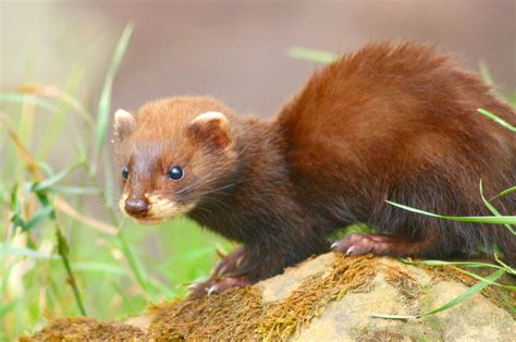 The European Mink Mustela Lutreola Is Now Restricted To Small Patches