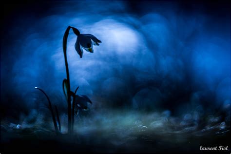 Blue Night Laurent Fiol Flickr