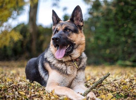 Weltweit ist kaum ein hund so bekannt und beliebt, aber kaum eine andere rasse hat auch so. Deutscher Schäferhund Rasseportrait im Hunde Magazin ...