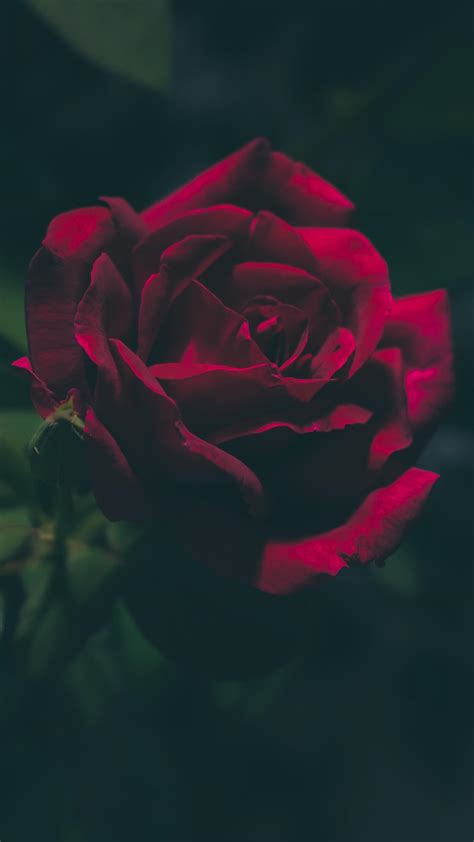 Aesthetic Dark Rose Wallpapers Wallpaper Cave