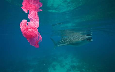 Ozeane Ohne Plastikmuell Unser Engagement Für Saubere Meere