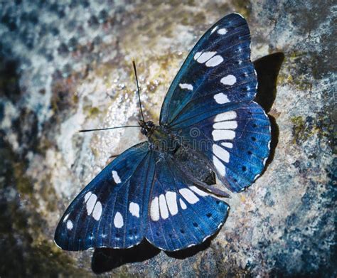 Farfalla Blu Fotografia Stock Immagine Di Farfalla Lepidottero 717016