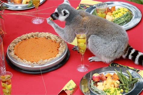 A Thanksgiving Feast For Lemurs