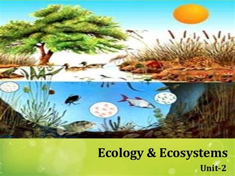 Ecology And Ecosystems