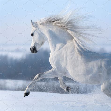 Beautiful White Horse With Long Mane Stock Photos ~ Creative Market