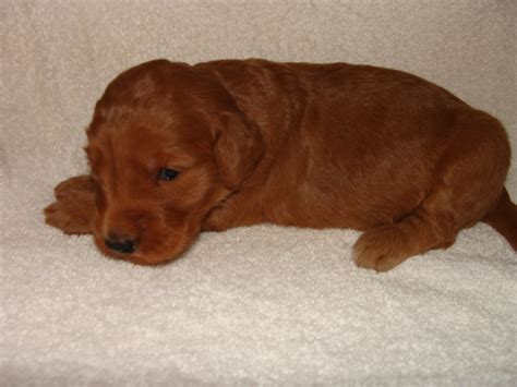 Toy poodle puppies for sale. Irish Doodle & Goldendoodle Puppies For Sale Eagle Valley ...