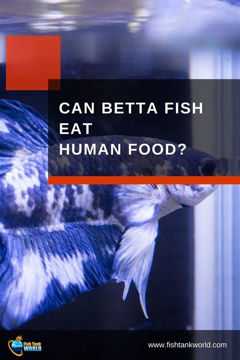 No, fish don't eat bread. A Complete Guide to What Do Betta Fish Eat: Can They Eat ...