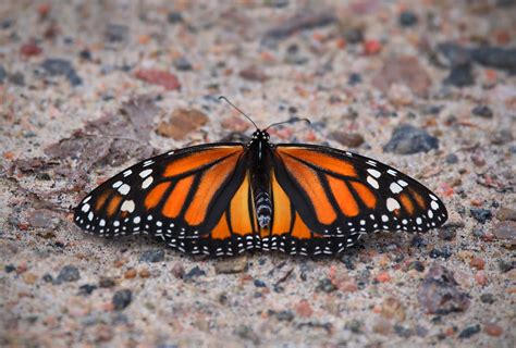 Monarch Butterfly Haliburton Ontario Ashley Hockenberry Flickr