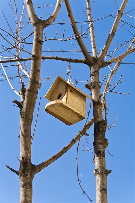 Birdhouse On A Tree Stock Image Image Of Birdhouse Entrance 23902739