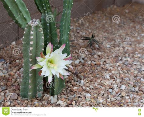 Booming Arizona Most Popular Garden Cactus Without Thorns Stock Image