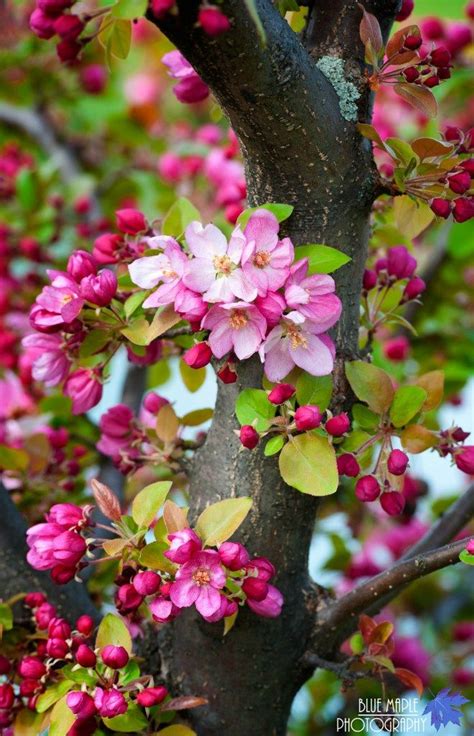 Apple creek flowers ei tegutse valdkondades lilleseadjad. Spring 2012 Scenes-Alum Creek | Beautiful flowers ...