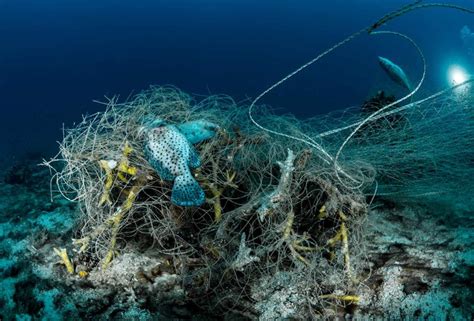 Annual Photo Contest Reveals Dangers Of Ghost Nets