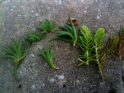 The only somewhat troublesome part of propagating a cactus plant is gathering the soil mix needed. 39 Best Succulent Care + Info ideas | succulent care ...