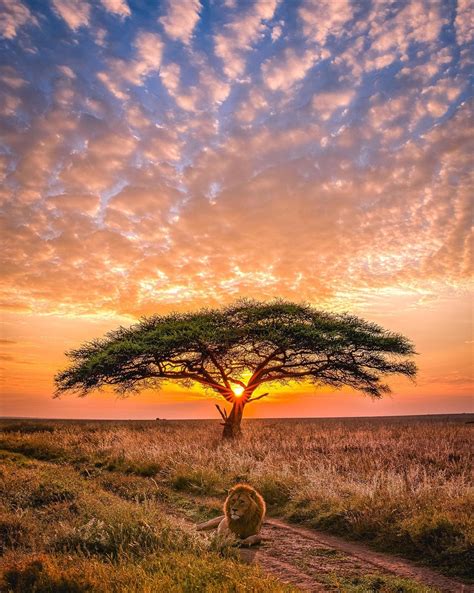 sunset in serengeti national park tanzania r mostbeautiful