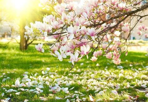 Flowering Trees And Shrubs For Early Spring The Tree Center