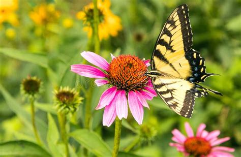 Swallowtail Butterfly And Purple Coneflowers Stock Photo Image Of