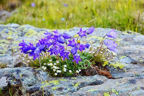 Fleur La Nature Macro Fleurs De Photo Gratuite Sur Pixabay Pixabay