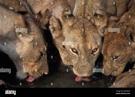 Lions Panthera Leo Drinking Ruaha National Park Tanzania Stock Photo