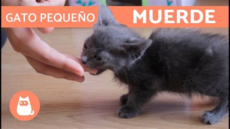 Síntesis De 24 Artículos Como Hacer Que Tu Gato No Muerda