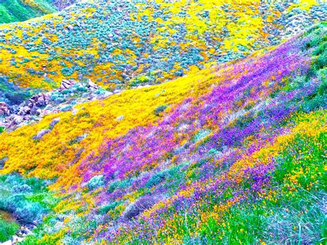 Behold The Super Bloom The Best Of 2019 Has Mother Nature Showing