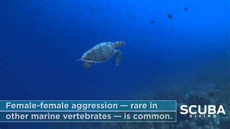 Loggerhead Sea Turtle 3 Fun Facts Youtube