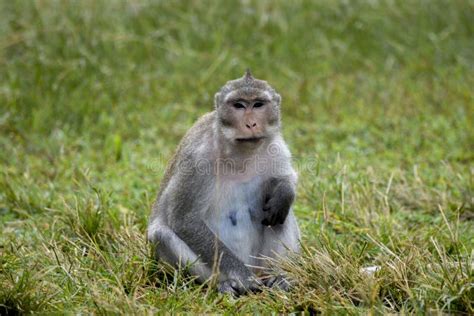 Monkey Looking At The Camera Stock Photo Image Of Camera Simian