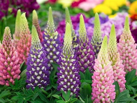 20 Luminous Perennial Flowers That Bloom All Season Tasteandcraze