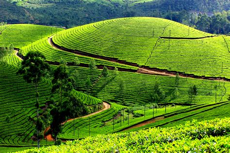 Most Famous Tea Plantation Land Munnar Adamseo25