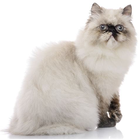 Himalayan Cat Breed Profile Personality Facts