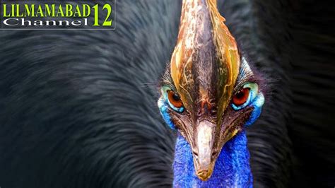 Top 10 Australias Most Dangerous Animals Scary Birds Cassowary Bird