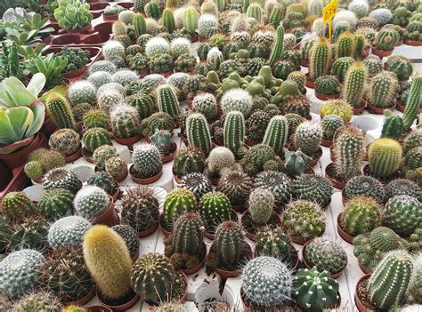 Cactus Vivero Plantas Foto Gratis En Pixabay Pixabay