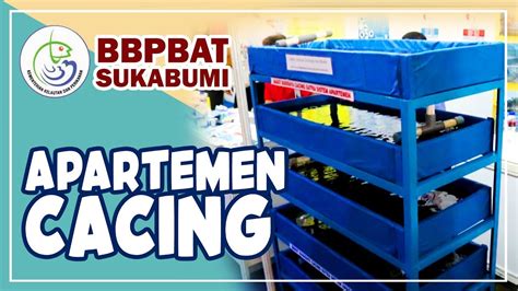 Budidaya Cacing Sutra Sistem Susun Apartemen Cacing Seputar Ikan