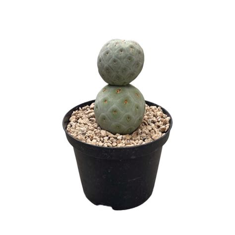 Tephrocactus Geometricus Betonish