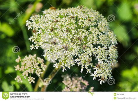 Insects On Cow Parsley Flower Anthriscus Sylvestris