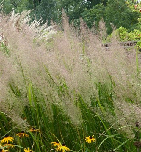 Korean Feather Reed Grass Calamagrostis Brachytricha Diamond Grass