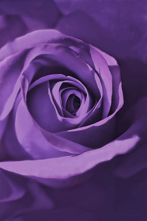 Purple Rose Flower Mystery Photograph By Jennie Marie Schell Pixels