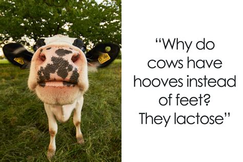 158 Cow Puns That Show How Wonderful These Animals Are Bored Panda