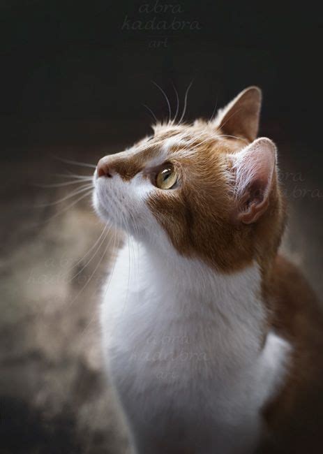 Ginger Cat Looks Upwards Wait On Stock Photo 701691439 Shutterstock