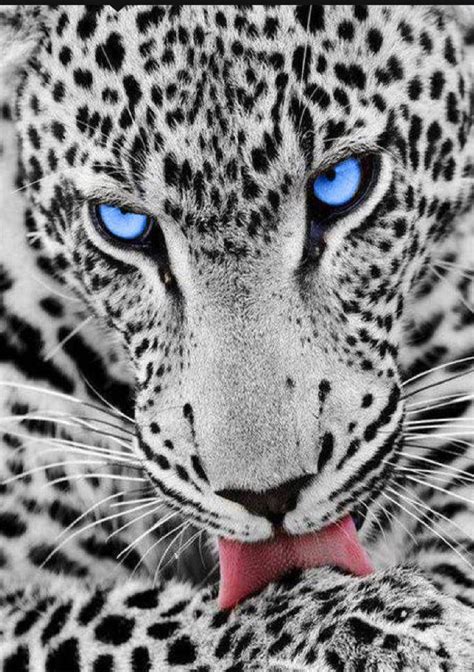 Blue Baby Jaguar Animal Sunny Animal Wallpapers