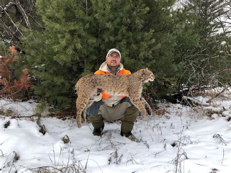 Hounded Bobcat Michigan Sportsman Online Michigan Hunting And
