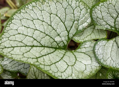 Brunnera Macrophylla Jack Frost Hi Res Stock Photography And Images Alamy
