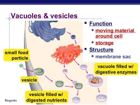 Most of the cells size range between 1 and 100 micrometers and are visible only with the microscope. 01 cellorganelles2009regents