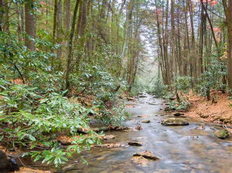 Top Five Hikes In Blue Ridge Official Georgia Tourism And Travel