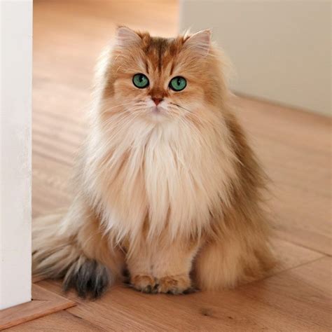 A group for all british longhair blue cats such as @serge_the_cat 🐱 ( 100k followers ). British Longhair: origini, prezzo, caratteristiche e ...