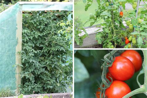 Tomaten setzen - wann der beste Zeitpunkt zum Pflanzen ist - Tomaten.de