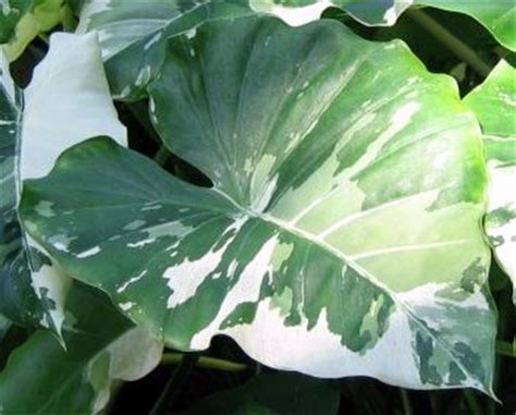 Many people also refer to it as elephant ears. Alocasia odora 'Variegata', Elephant Ear | PlantVine