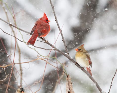 Cardinals In The Snow Birds And Blooms