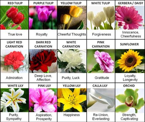 Meanings Flower Meanings Different Types Of Flowers Types Of Flowers