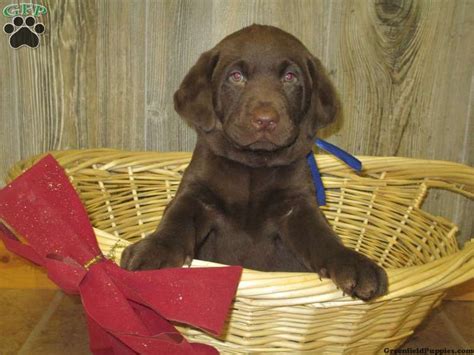 The most common chocolate lab puppy material is ceramic. Axel, Chocolate lab puppy for sale from Denver, PA ...